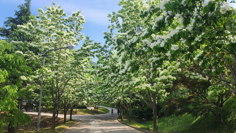 [C-128] 세종 베어트리파크 봄꽃+금강수목원이팝나무축제&붉은아카시아+영동 반야사