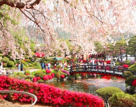 [C-128] 세종 베어트리파크 봄꽃+금강수목원이팝나무축제&붉은아카시아+영동 반야사