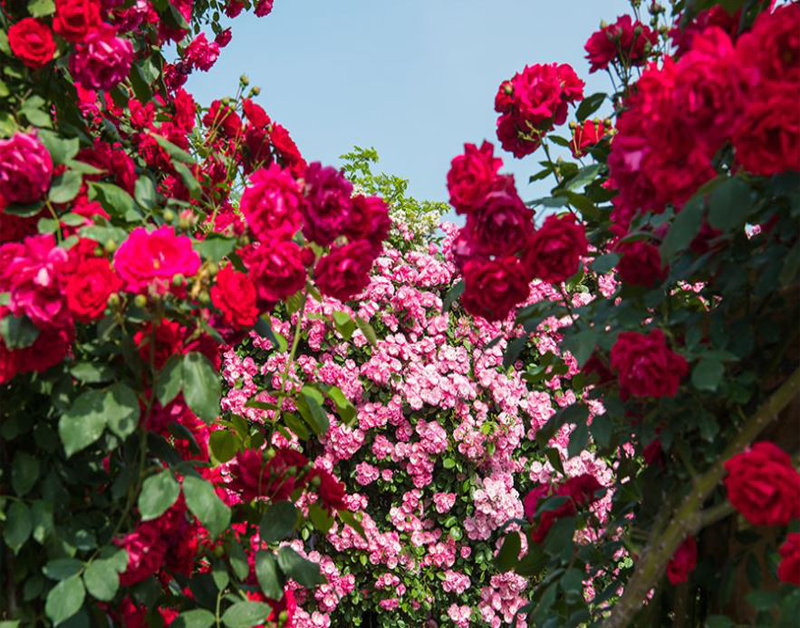 [C-128A] 대전 한밭수목원 장미축제+성심당+만인산 자연휴양림