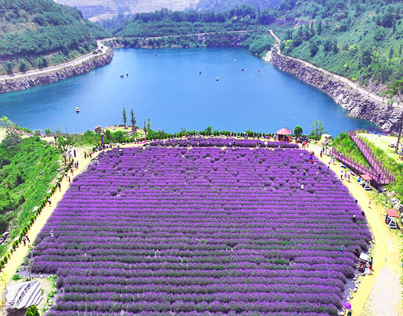 [C-131] 동해 라벤더명소 무릉별유천지+무릉계곡