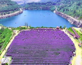 [C-131] 동해 라벤더명소 무릉별유천지+무릉계곡