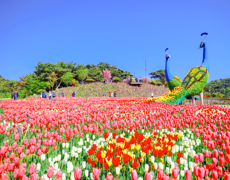 [C-142] 추천코스 태안 세계튤립축제+해미읍성 둘레길+서산 쉼이있는 정원