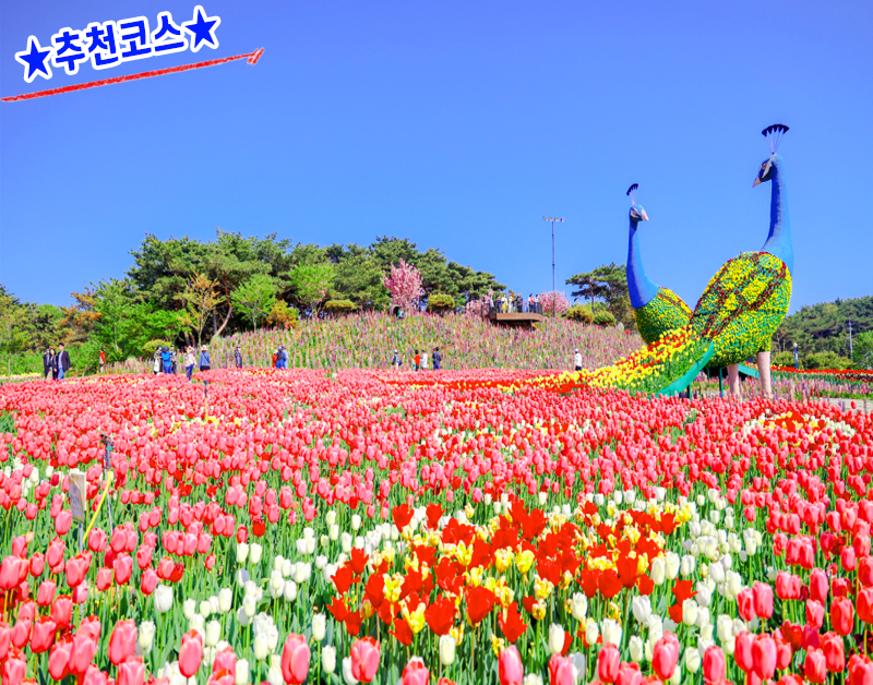 [C-142] 추천코스 태안 세계튤립축제+해미읍성 둘레길+서산 쉼이있는 정원