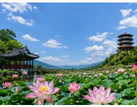 [C-145] 함안 연꽃 테마파크+입곡군립공원 무빙보트+함안 무진정+오리불고기 특식