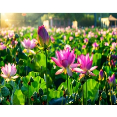 [C-145] 함안 연꽃 테마파크+입곡군립공원 무빙보트+함안 무진정+오리불고기 특식