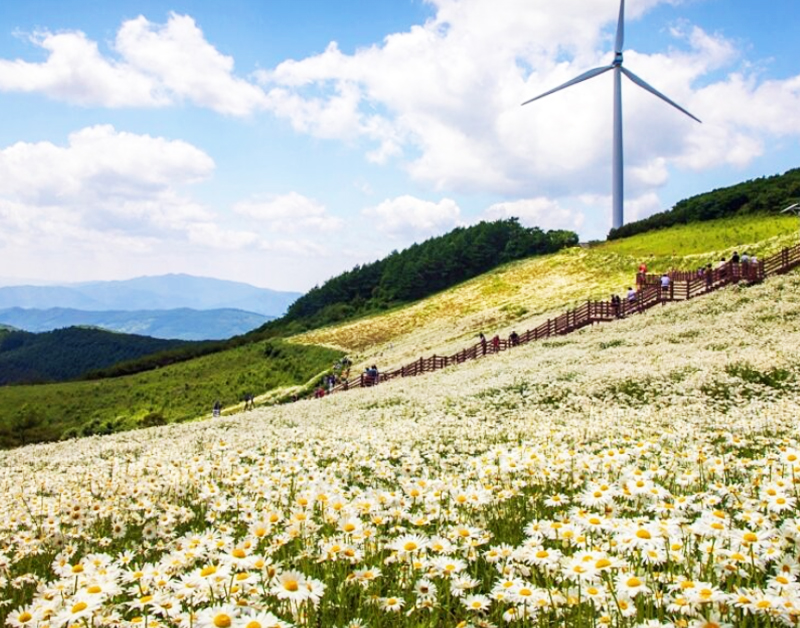 [C-147B] 평창 육백마지기+국립자생식물원+허브나라농원+흥정계곡