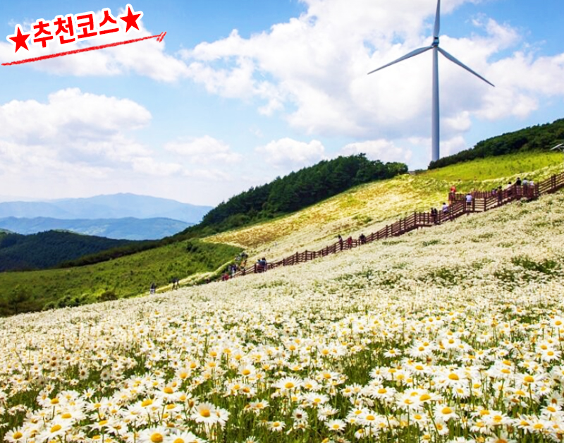 [C-147B] 추천코스 평창 육백마지기+국립자생식물원+허브나라농원+흥정계곡