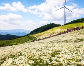 [C-147B] 평창 육백마지기+국립자생식물원+허브나라농원+흥정계곡