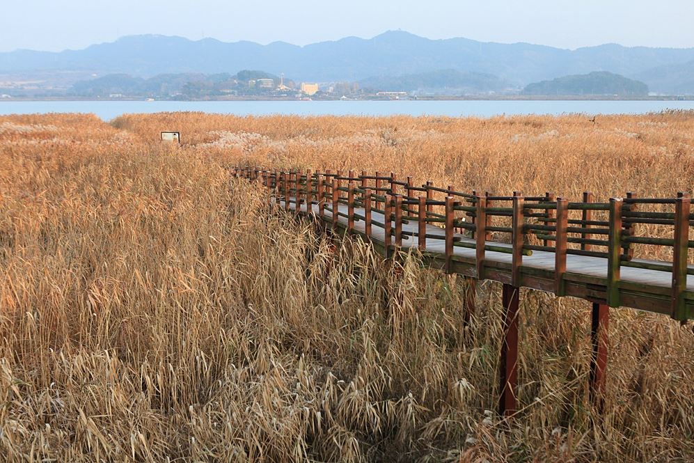 [C-154C] 서천 신성리갈대밭+국립생태원+마량포구 해돋이둘레길