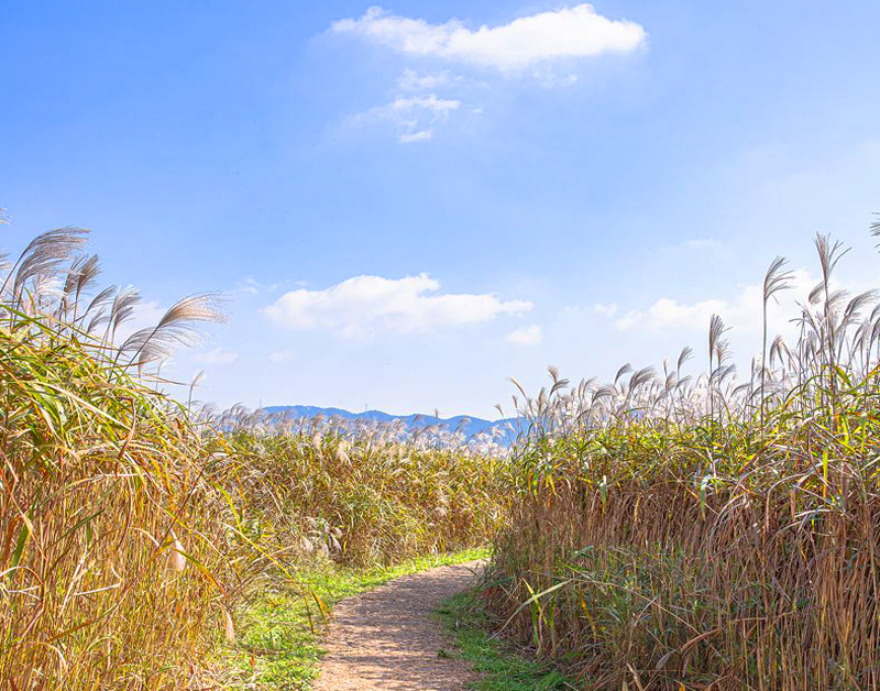 [C-154C] 서천 신성리갈대밭+국립생태원+마량포구 해돋이둘레길