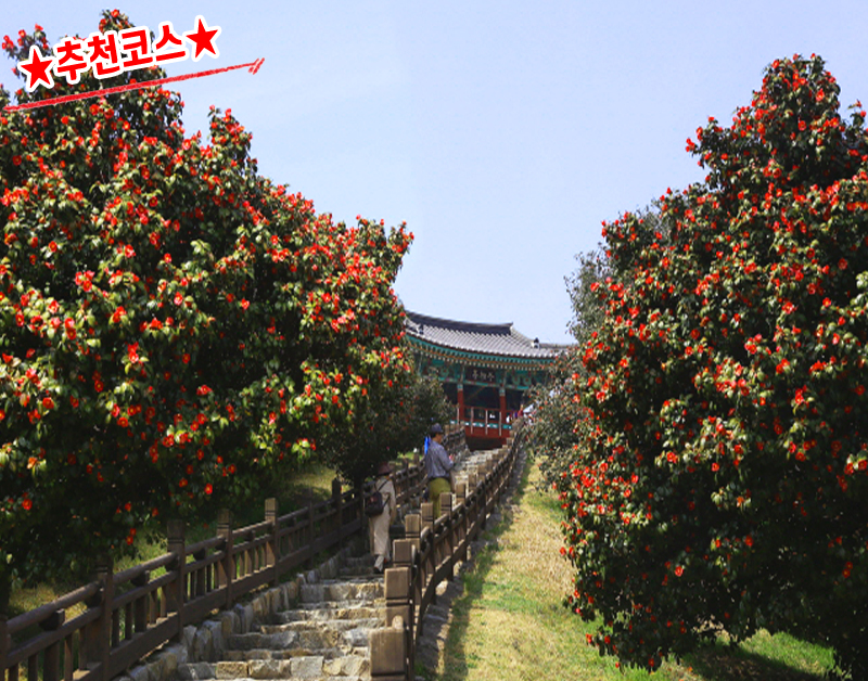 [C-156A] 서천 동백꽃 주꾸미축제+아리랜드 봄꽃축제