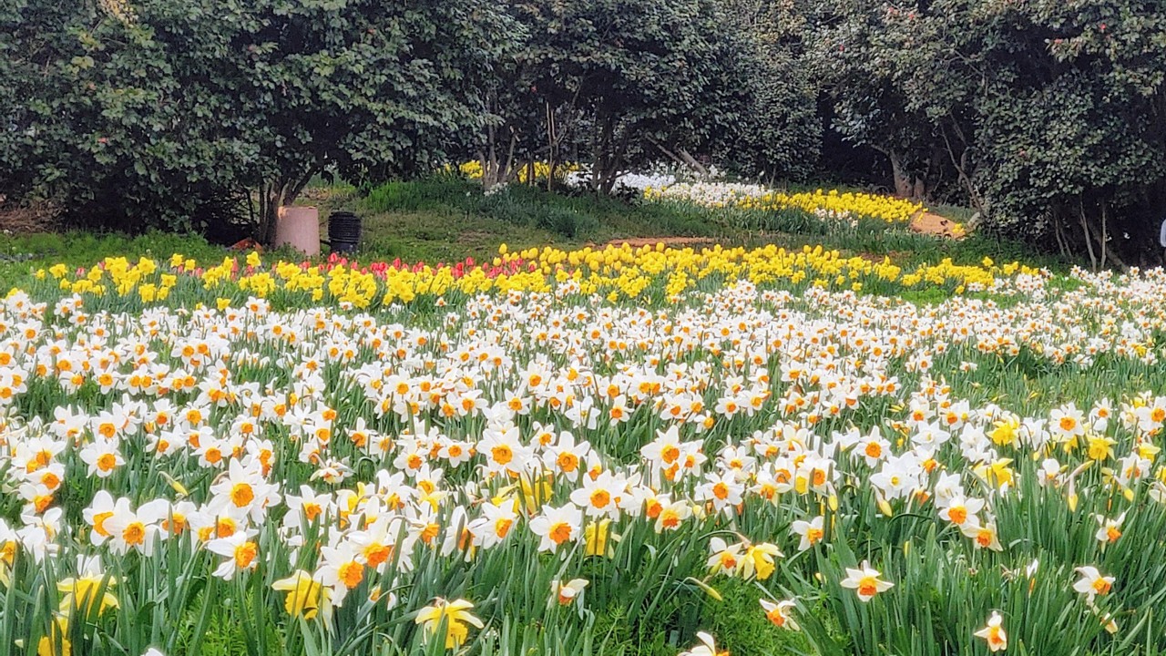 [C-156A] 서천 동백꽃 주꾸미축제+아리랜드 봄꽃축제