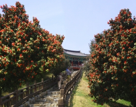 [C-156A] 서천 동백꽃 주꾸미축제+아리랜드 봄꽃축제