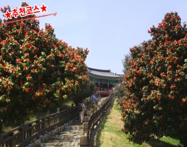 [C-156A] 서천 동백꽃 주꾸미축제+아리랜드 봄꽃축제