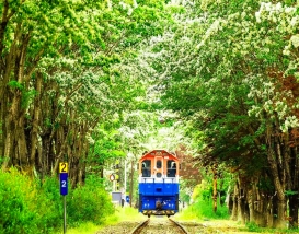 [C-15A] 전주 이팝나무축제+전주수목원&한옥마을