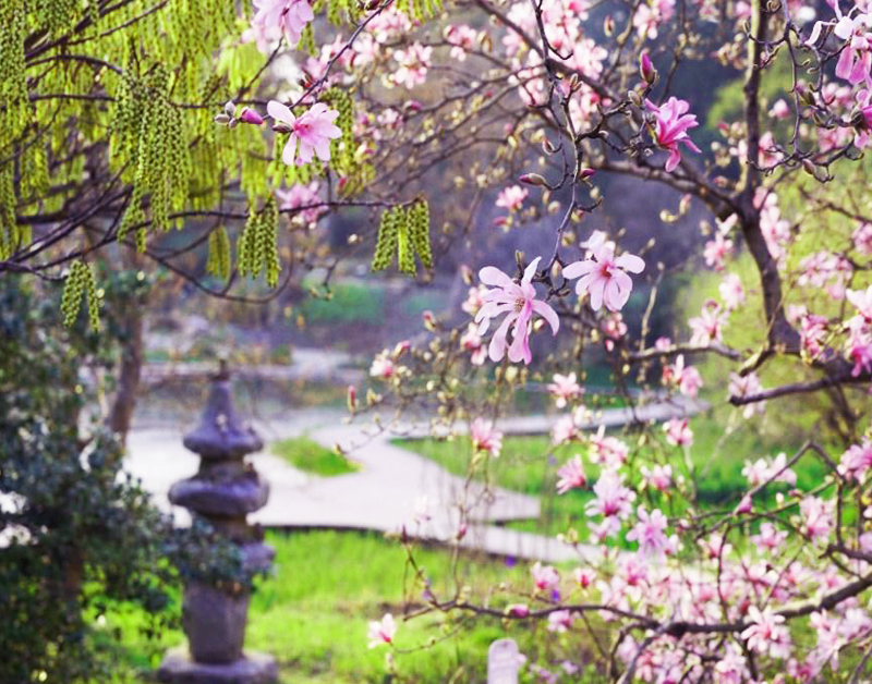 [C-166] 천리포 목련축제+당진 실치축제+삼선산수목원