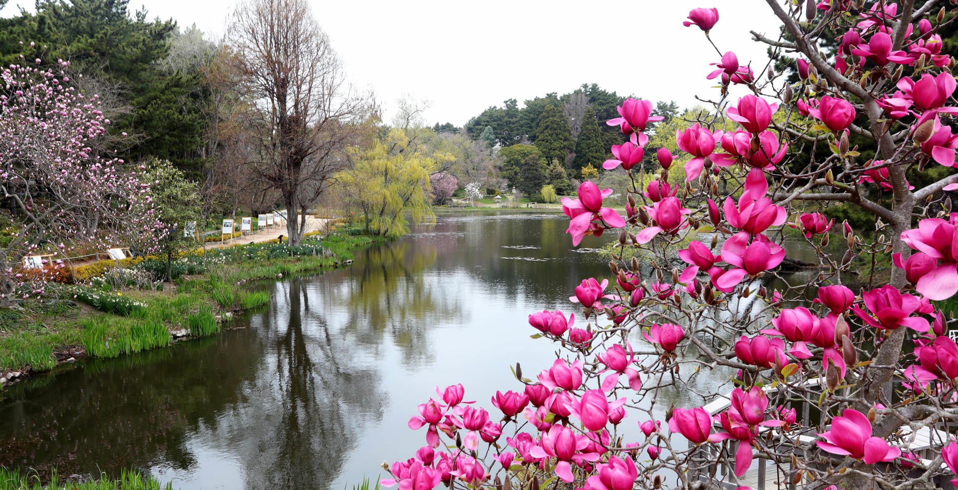 [C-166] 천리포 목련축제+당진 실치축제+삼선산수목원