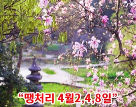 [C-166] 천리포 목련축제+당진 실치축제+삼선산수목원