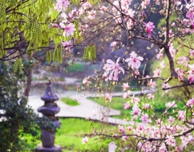 [C-166] 천리포 목련축제+당진 실치축제+삼선산수목원