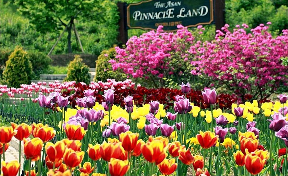 [C-168] 아산 봉곡사 천년의 숲길+신정호 벚꽃+피나클랜드 봄꽃축제