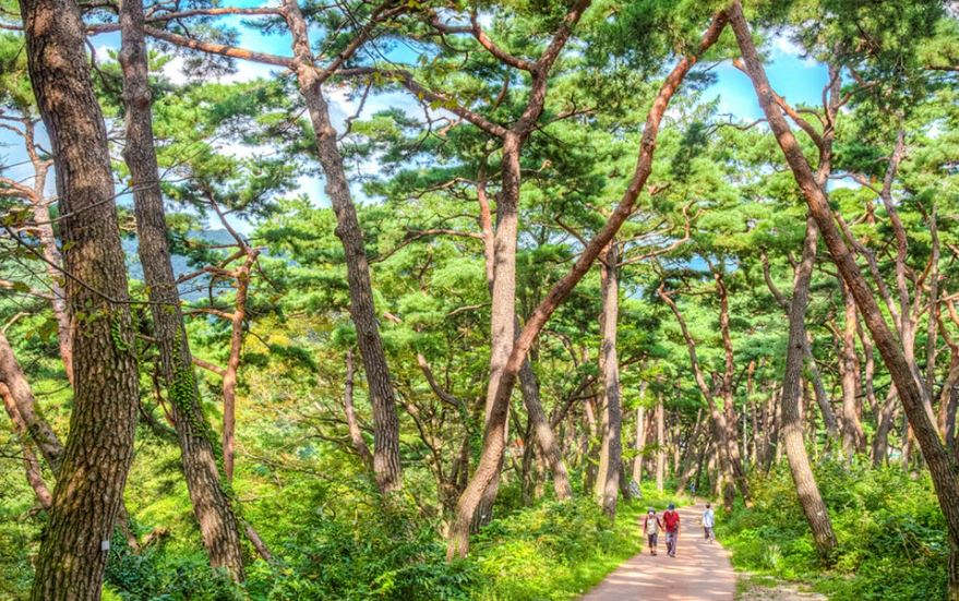 [C-168] 아산 봉곡사 천년의 숲길+신정호 벚꽃+피나클랜드 봄꽃축제