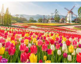 [C-168] 아산 봉곡사 천년의 숲길+신정호 벚꽃+피나클랜드 봄꽃축제