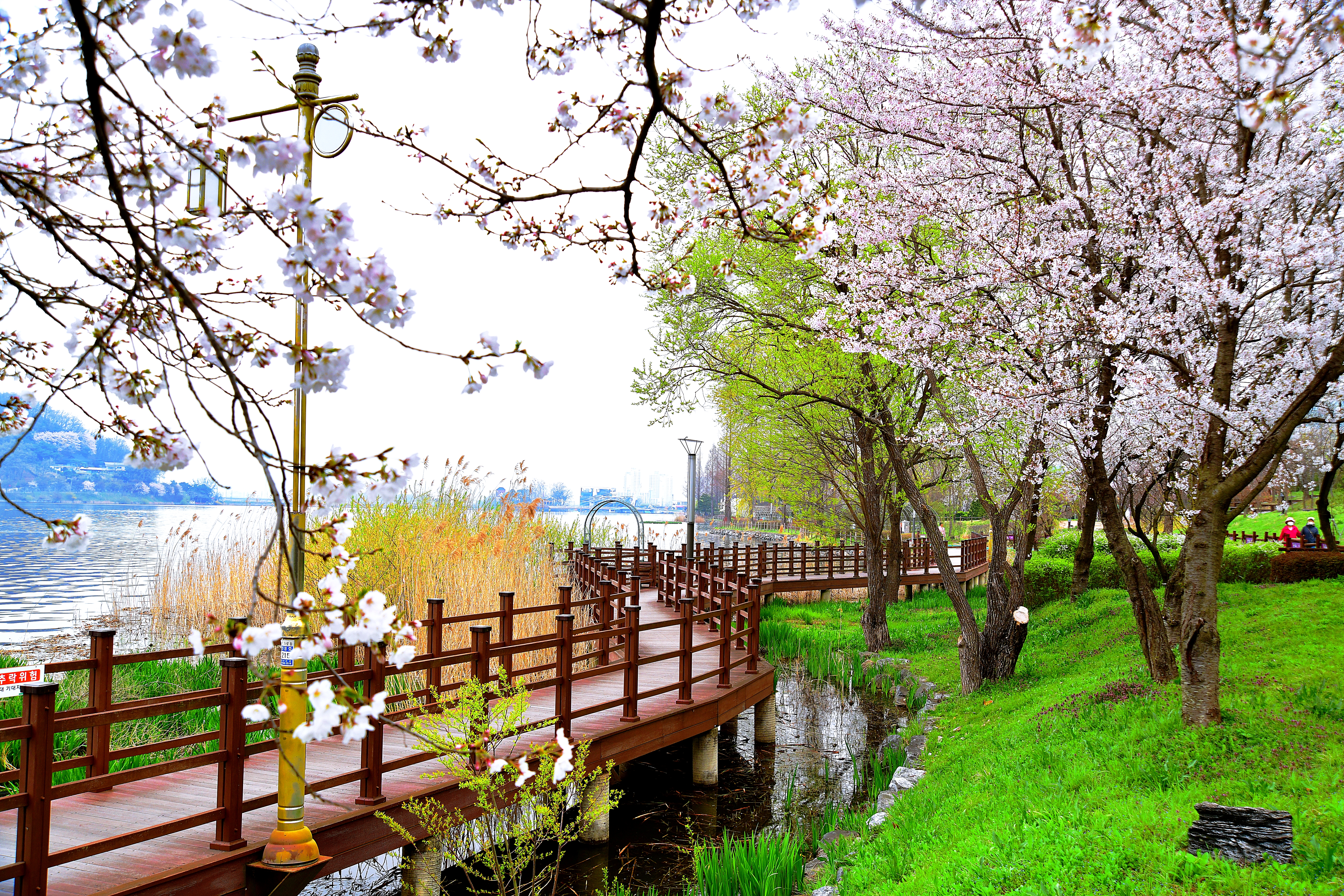 [C-168] 아산 봉곡사 천년의 숲길+신정호 벚꽃+피나클랜드 봄꽃축제