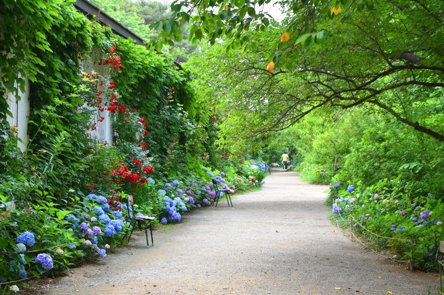 [C-168B] 추천코스 당진 삼선산수목원+당진 아미미술관+서산 모월힐링숲 수국여행