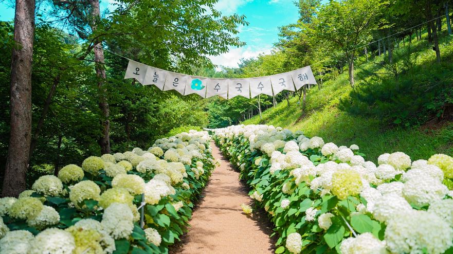 [C-168B] 추천코스 당진 삼선산수목원+당진 아미미술관+서산 모월힐링숲 수국여행