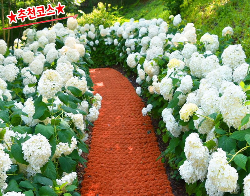 [C-168B] 추천코스 당진 삼선산수목원+당진 아미미술관+서산 모월힐링숲 수국여행