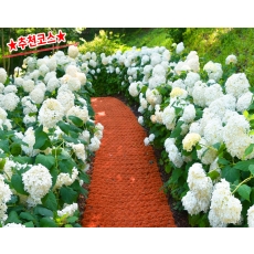 [C-168B] 추천코스 당진 삼선산수목원+당진 아미미술관+서산 모월힐링숲 수국여행