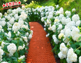 [C-168B] 추천코스 당진 삼선산수목원+당진 아미미술관+서산 모월힐링숲 수국여행