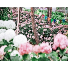 [C-174B] 공주 유구 색동정원 수국축제+공산성&밤마을베이커리+공주산성시장