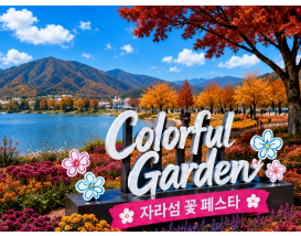 [C-186A] 자라섬 꽃 축제+춘천 삼악산 케이블카 단풍+골든트리 카페