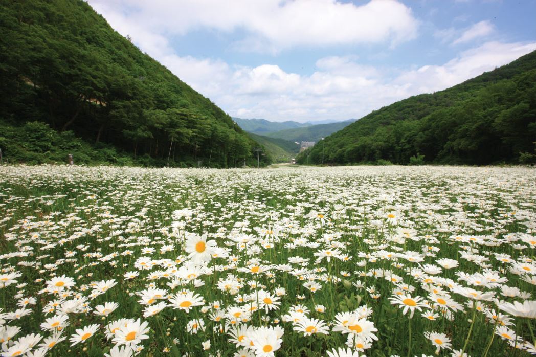 [C-187B] 추천코스 정선 하이원리조트 샤스타데이지 군락&케이블카+백두대간 생태수목원