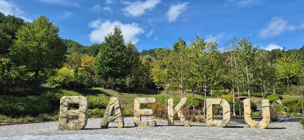 [C-187B] 추천코스 정선 하이원리조트 샤스타데이지 군락&케이블카+백두대간 생태수목원