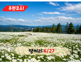 [C-187B] 추천코스 정선 하이원리조트 샤스타데이지 군락&케이블카+백두대간 생태수목원