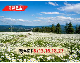 [C-187B] 추천코스 정선 하이원리조트 샤스타데이지 군락&케이블카+백두대간 생태수목원