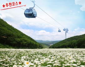 [C-187B] 추천코스 정선 하이원리조트 샤스타데이지 군락&케이블카+백두대간 생태수목원