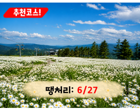 [C-187B] 추천코스 정선 하이원리조트 샤스타데이지 군락&케이블카+백두대간 생태수목원