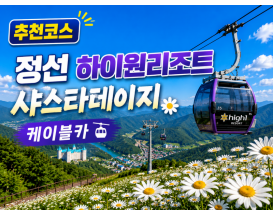 [C-187B] 추천코스 정선 하이원리조트 샤스타데이지 군락&케이블카+백두대간 생태수목원