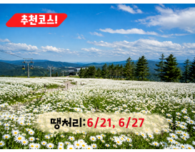 [C-187B] 추천코스 정선 하이원리조트 샤스타데이지 군락&케이블카+백두대간 생태수목원