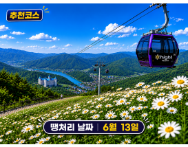 [C-187B] 추천코스 정선 하이원리조트 샤스타데이지 군락&케이블카+백두대간 생태수목원