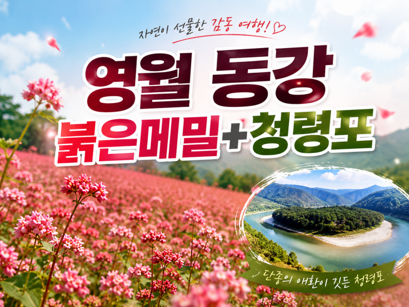 [C-187C] 영월 동강 붉은메밀+청령포