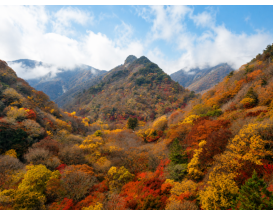 [C-18C] 단풍 명소 내장산 국립공원 단풍관광