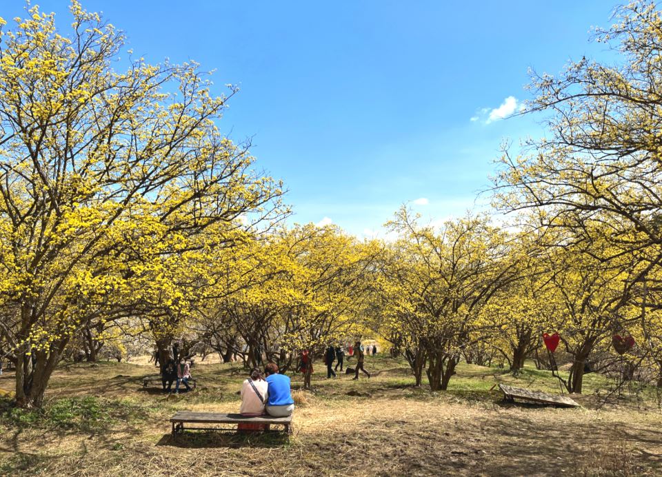 [C-199] 이천 산수유마을+곤지암 화담숲 봄꽃