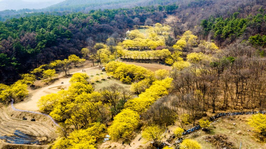 [C-199] 이천 산수유마을+곤지암 화담숲 봄꽃