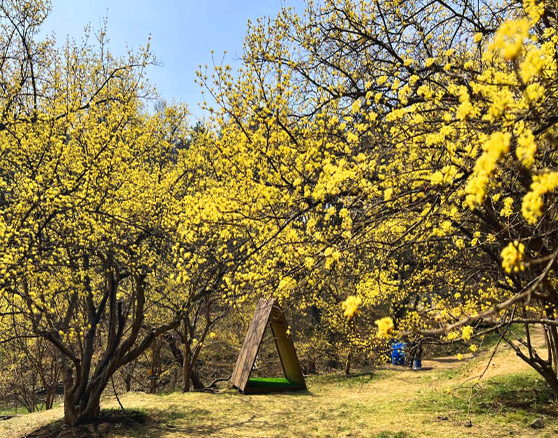 [C-199] 이천 산수유마을+곤지암 화담숲 봄꽃