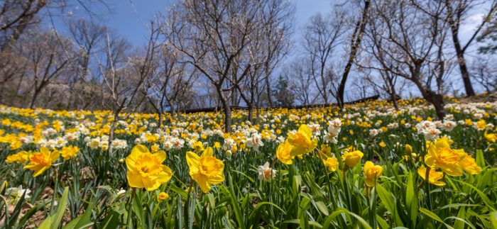 [C-199] 이천 산수유마을+곤지암 화담숲 봄꽃