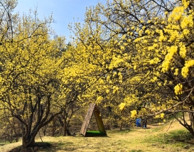 [C-199] 이천 산수유마을+곤지암 화담숲 봄꽃